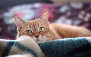Concerned cat blurry background shiba - wide free wallpaper