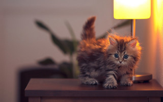 Small kitten table lamp plant - warm free wallpaper