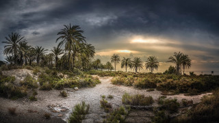 Dirt path palm trees sunset - palm tree free wallpaper