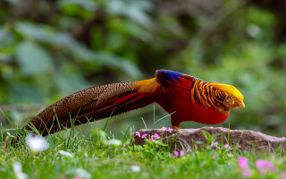 Colorful bird rock grass flowers - rich free wallpaper