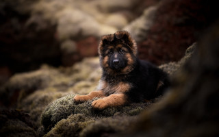 Dog moss black brown face - a black nose free wallpaper