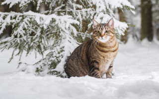 Cat sitting snow tree branch 2 - covered ground free wallpaper