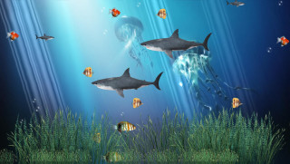 Sharks swimming blue ocean fish - a jellyfish free wallpaper