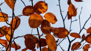 Fall leaves blurry branch tree - branch free wallpaper
