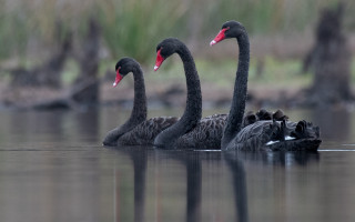 Black swans lake babies grass - the water and grass free wallpaper