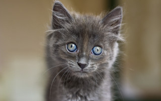 Small gray kitten blue eyes 5 - symmetrical free wallpaper