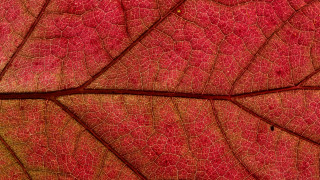 Red leaf macro photography fence - a red leaf free wallpaper