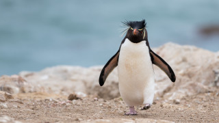 Penguin rocky beach blue sky - punk free wallpaper