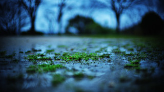 Field trees water grass bokeh - canon 5 0 mm free wallpaper
