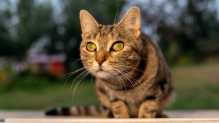 Curious yellow eyed cat outdoor - a table outside free wallpaper
