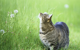 Cat tallgrass sky eyed tilted - tall grass free wallpaper