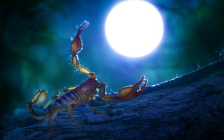 Scorpion fullmoon night fantasy digital - digital painting free wallpaper
