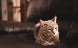 Cat serious look brown leather - a serious look free wallpaper