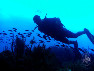 Scuba diver swimming ocean school - nearby free wallpaper