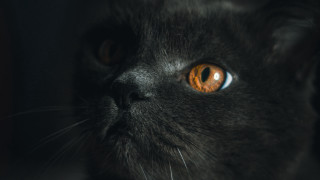 Black cat orange eyes portrait - a black cat free wallpaper