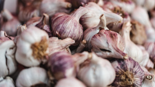 Garlic pile ground shiba inu - this image free wallpaper