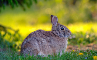Rabbit grass flower bokeh nature - beatrix potter free wallpaper