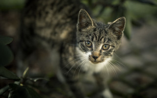 Cat grass leaves bokeh blurry - neoplasticism free wallpaper