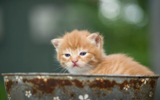 Orange kitten metal bowl outdoor - a table outside free wallpaper