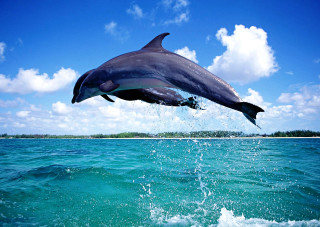 Dolphin jumping water sky background - daphne mcclure free wallpaper