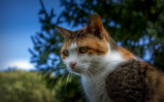Cat orange white tree bokeh - neoplasticism free wallpaper