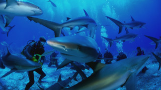 Shark diver underwater coral dolphin - damien hirst free wallpaper