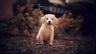 Puppy field tongue open background - the middle of a field free wallpaper