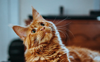 Cat watching up wooden chair - something free wallpaper