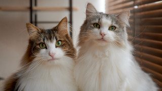 Two cats window blinds green - green eye free wallpaper