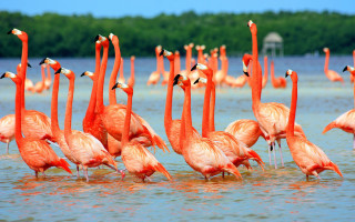 Flamingos lake trees blue sky - the water together free wallpaper