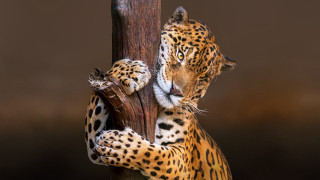 Leopard climbing tree branch closed - its paw free wallpaper