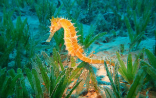 Seahorse seaweed underwater fantasy coral - other food free wallpaper