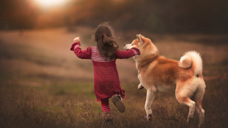 Little girl dog field sunset - little free wallpaper