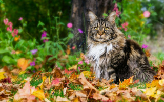 Cat leaves forest flowers autumn - a cat free wallpaper