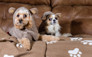 Shiba inu dogs sweaters couch - two dog free wallpaper