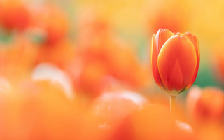 Orange tulip field blurry background - single free wallpaper