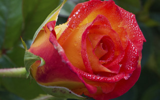 Red rose water droplets macro 58 - anne dunn free wallpaper