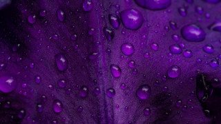 Purple flower water droplets macro 37 - a purple flower free wallpaper