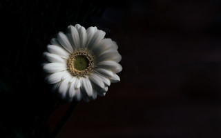 White flower green center black 2 - a dark background behind free wallpaper