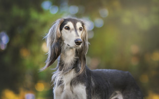 Regal dog portrait bokeh lights - renaissance free wallpaper
