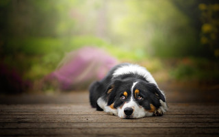 Dog forest wooden floor blurry - a stock photo free wallpaper