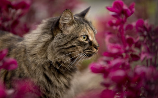 Cat flower field impressionism animal - a field of flowers free wallpaper
