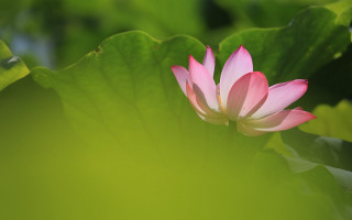Pink flower green leaves lotus - chang daichien free wallpaper