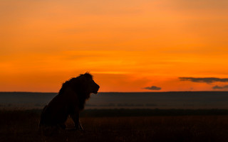 Lion sitting grass sunset clouds - sky free wallpaper