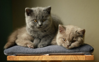 Two cats grey brown blanket - the other free wallpaper