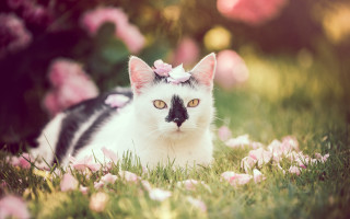Cat flower grass bokeh cherry - carlos catasse free wallpaper for desktop
