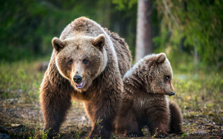 Brown bears forest grass nature - a forest floor free wallpaper