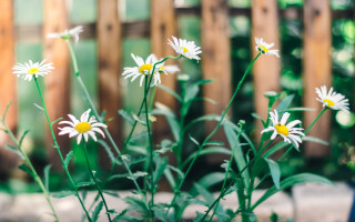 Daisy vase outdoor blurry bokeh - a close up of a bunch free wallpaper