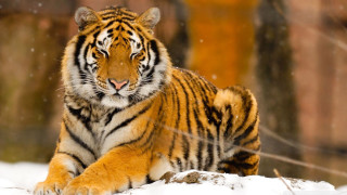 Tiger snow falling blurry depth - a tiger free wallpaper