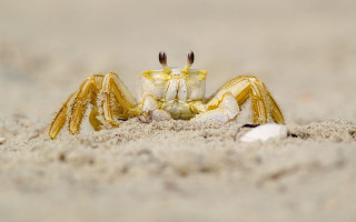 Crab beach sand shells macro - antipodean free wallpaper
